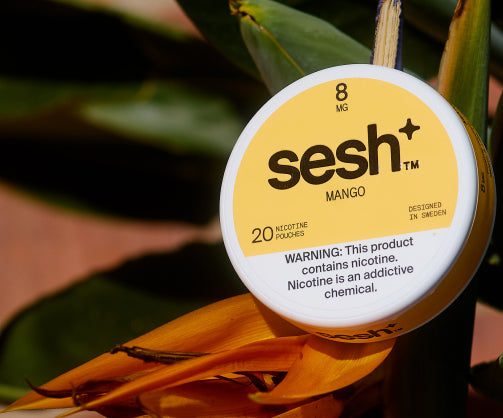 Sesh+ mango nicotine pouches 8mg container resting on an orange bird of paradise flower
