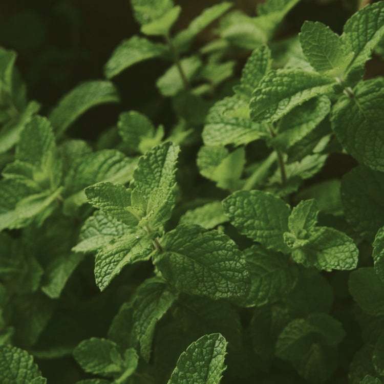 Close-up of fresh green mint leaves growing in a garden