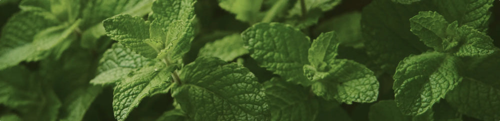 Close-up of fresh green mint leaves with detailed texture in a herb garden